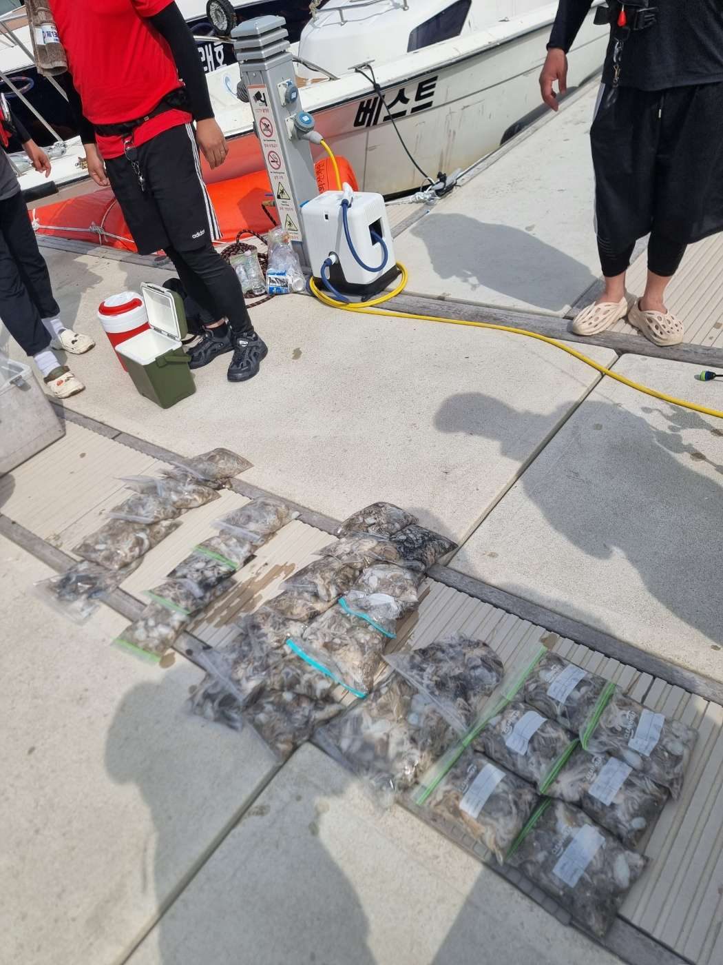 9월 2일 거북섬 시화호 쭈꾸미 조황 사진 1 — 입항 후 부두에 늘어놓은 그날의 조과